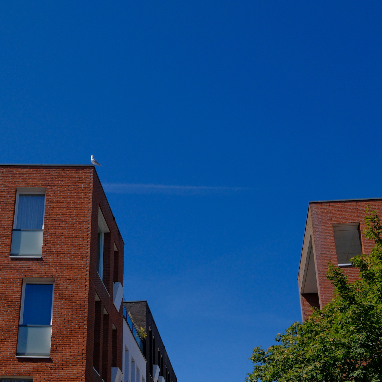 A gull perched on a brick building beneath a deep blue sky
