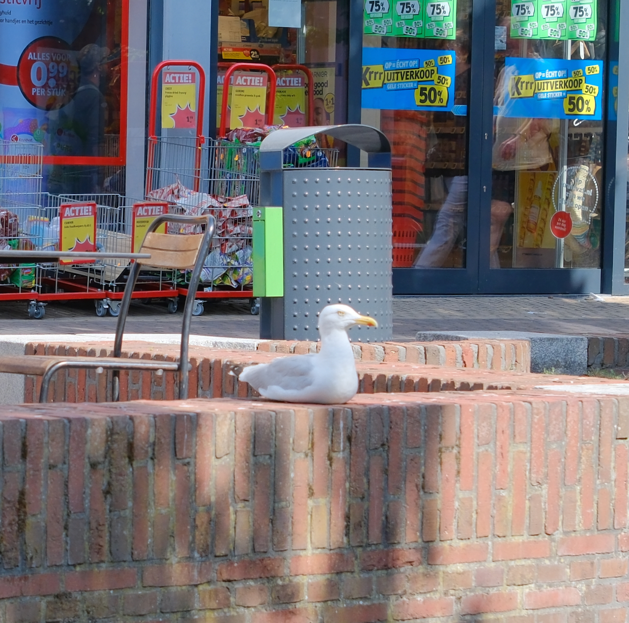 A seagull resting on a brick wall in front of colorful sale signs